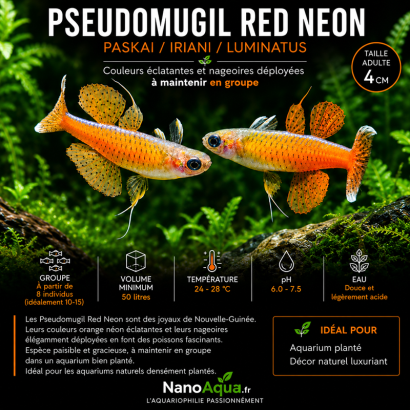 PSEUDOMUGIL RED NEON / PASKAI / IRIANI / LUMINATUS