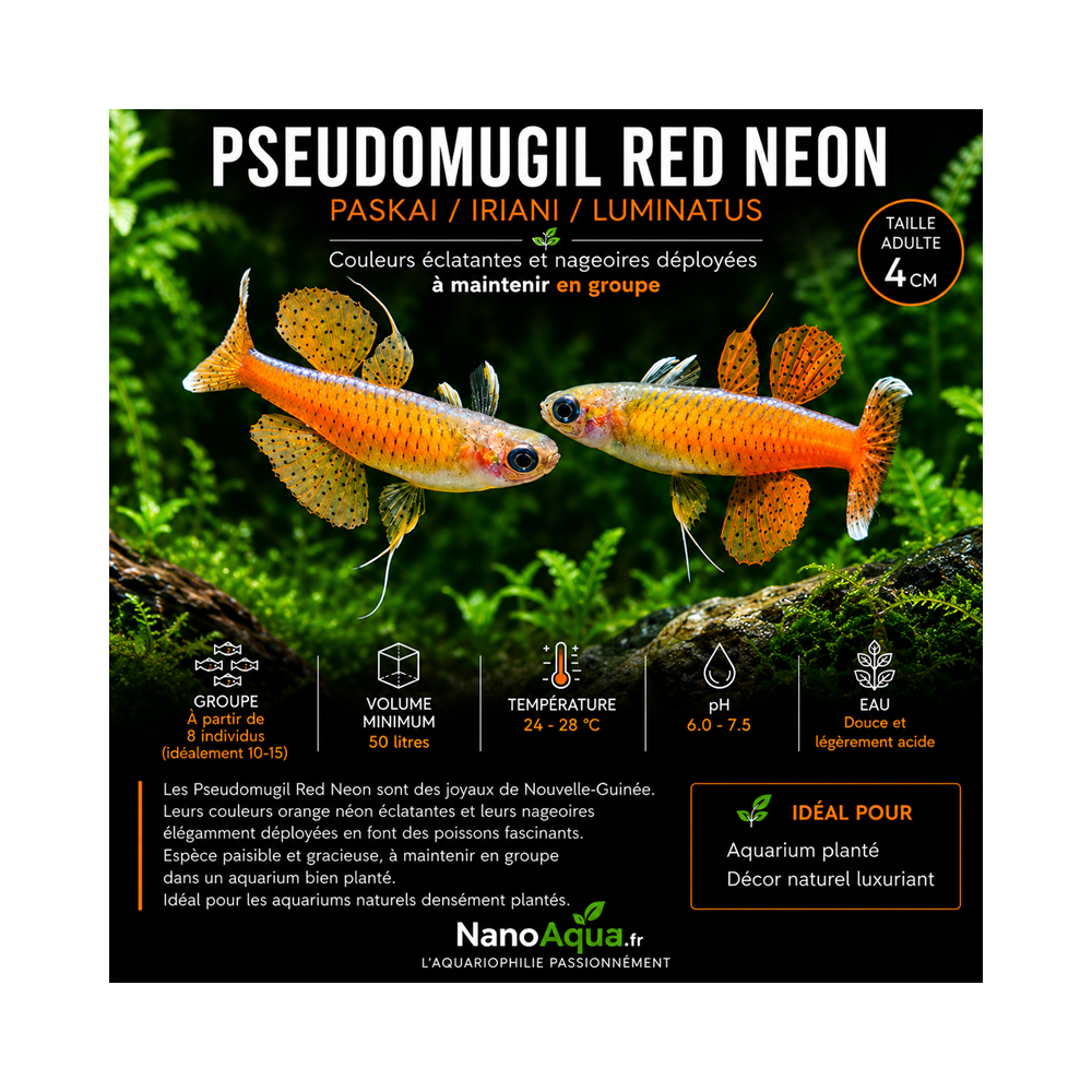 PSEUDOMUGIL RED NEON / PASKAI / IRIANI / LUMINATUS
