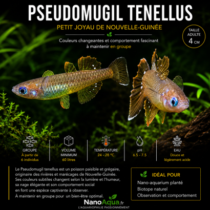 PSEUDOMUGIL TENELLUS