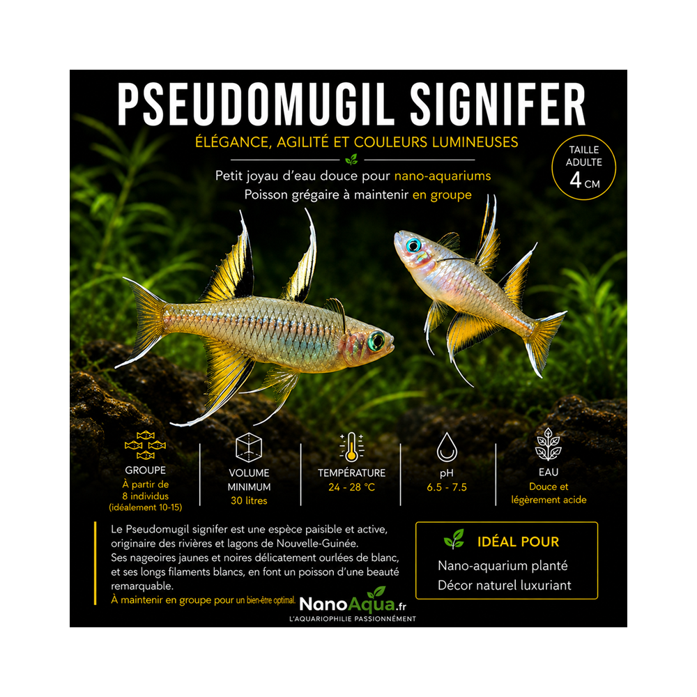 PSEUDOMUGIL SIGNIFER