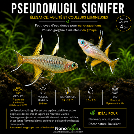 PSEUDOMUGIL SIGNIFER