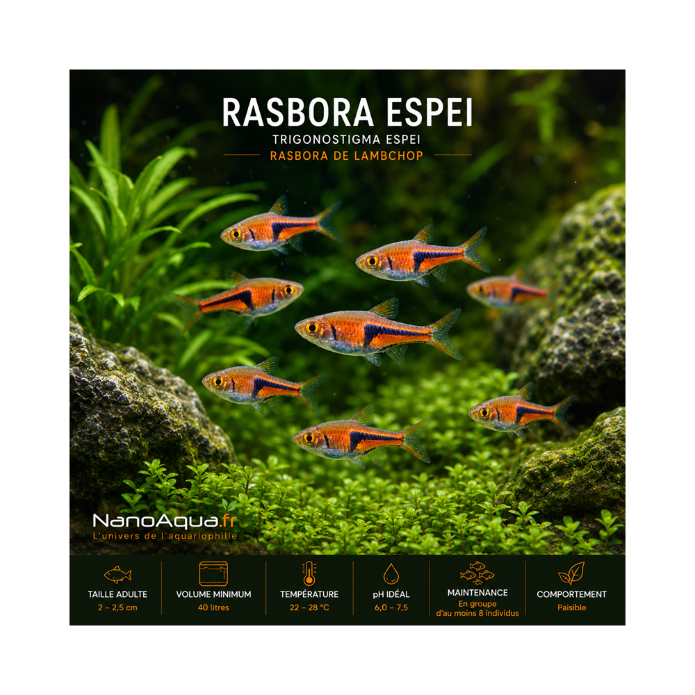 RASBORA ESPEI  / TRIGONOSTIGMA ESPEI / RASBORA DE LAMBCHOP