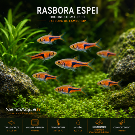 RASBORA ESPEI  / TRIGONOSTIGMA ESPEI / RASBORA DE LAMBCHOP