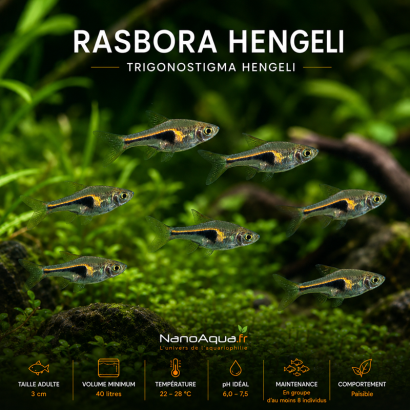 RASBORA HENGELI / TRIGONOSTIGMA HENGELI