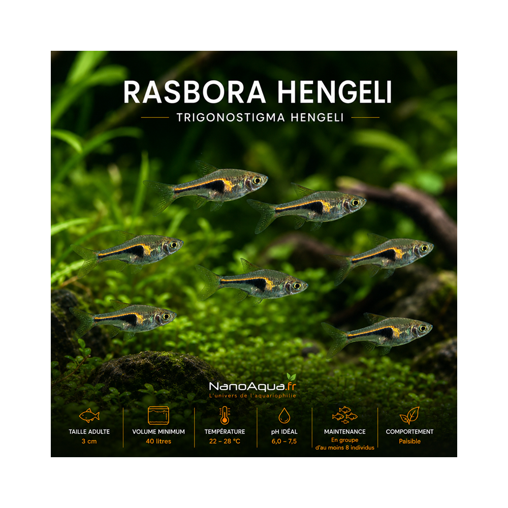 RASBORA HENGELI / TRIGONOSTIGMA HENGELI