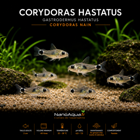 CORYDORAS HASTATUS / GASTRODERMUS HASTATUS / CORYDORAS NAIN