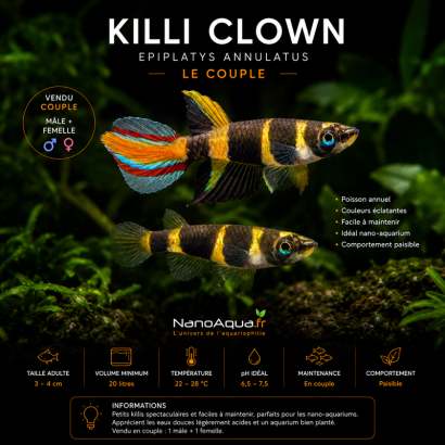 KILLI CLOWN le couple / EPIPLATYS ANNULATUS