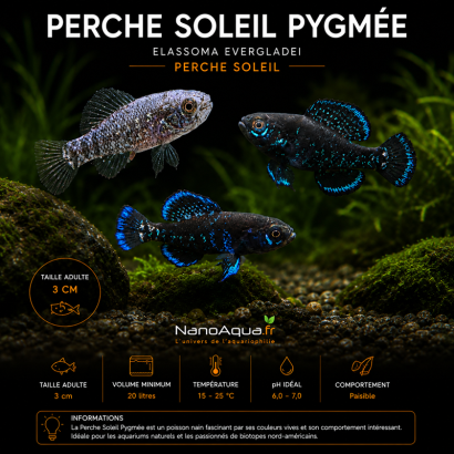 PERCHE SOLEIL PYGMEE / ELASSOMA EVERGLADEI / PERCHE SOLEIL