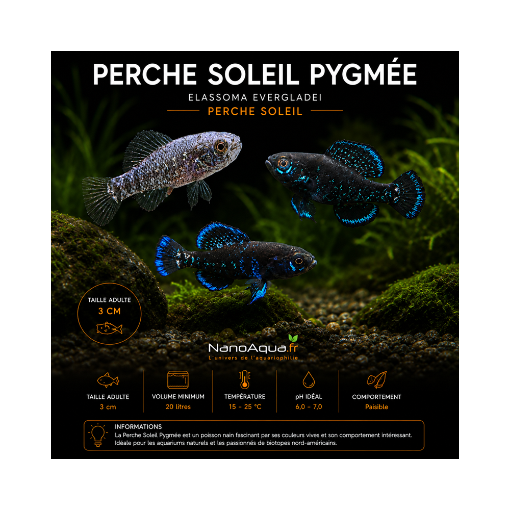 PERCHE SOLEIL PYGMEE / ELASSOMA EVERGLADEI / PERCHE SOLEIL