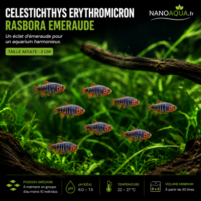 RASBORA EMERAUDE / CELESTICHTHYS ERYTHROMICRON / DANIO EMERAUDE