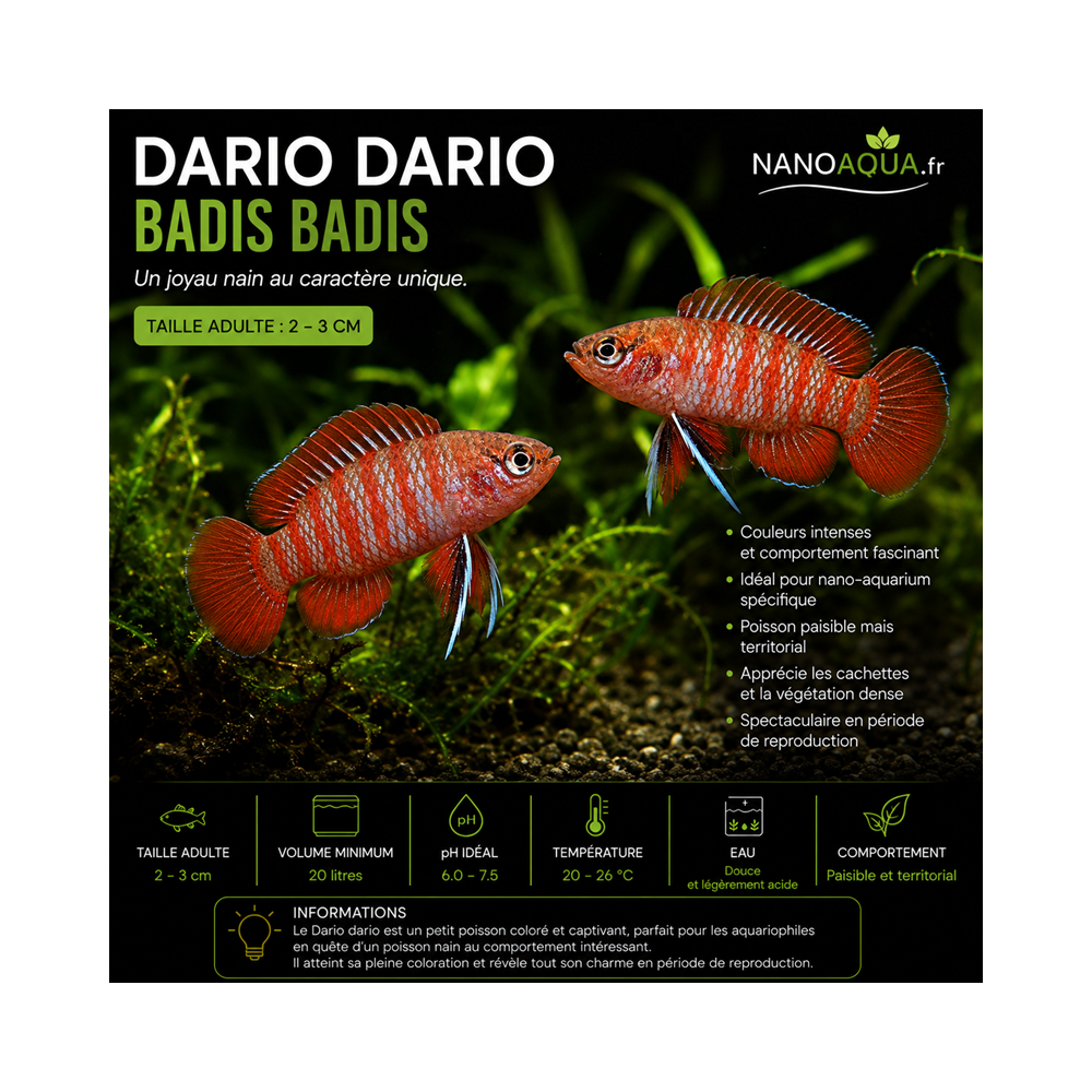 DARIO DARIO / BADIS BADIS