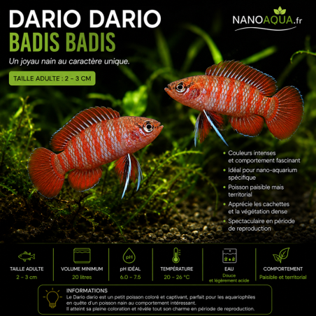 DARIO DARIO / BADIS BADIS