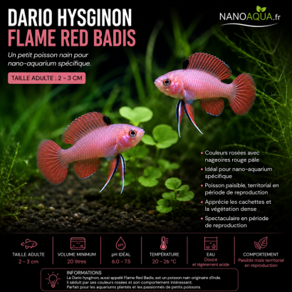 DARIO HYSGINON / FLAME RED BADIS