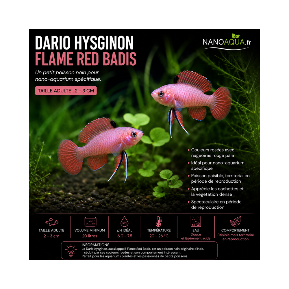DARIO HYSGINON / FLAME RED BADIS