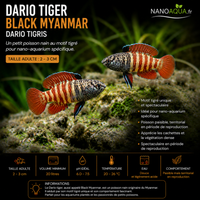DARIO TIGER / BLACK MYANMAR / DARIO TIGRIS