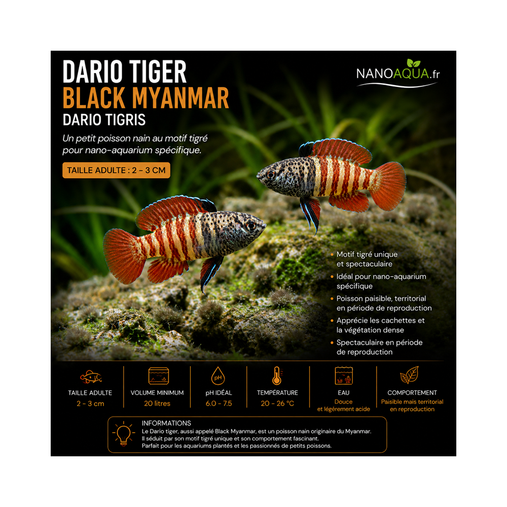 DARIO TIGER / BLACK MYANMAR / DARIO TIGRIS