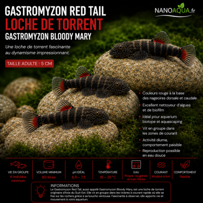 GASTROMYZON  RED TAIL / LOCHE DE TORRENT / GASTROMYZON BLOODY MARY