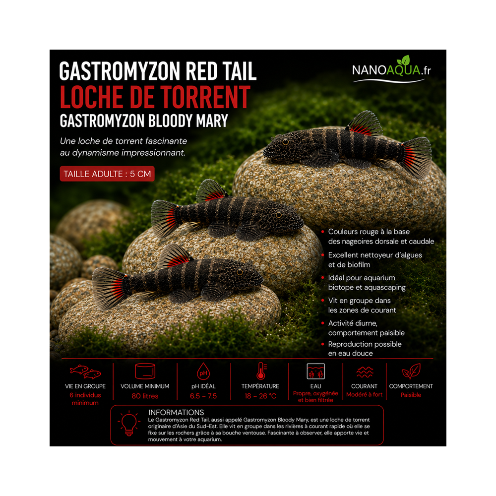GASTROMYZON  RED TAIL / LOCHE DE TORRENT / GASTROMYZON BLOODY MARY
