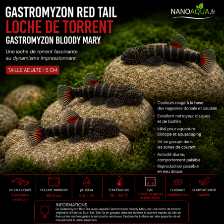 GASTROMYZON  RED TAIL / LOCHE DE TORRENT / GASTROMYZON BLOODY MARY