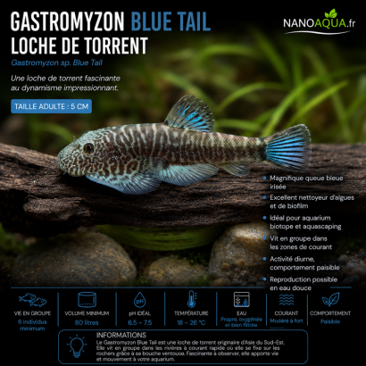 GASTROMYZON  BLUE TAIL