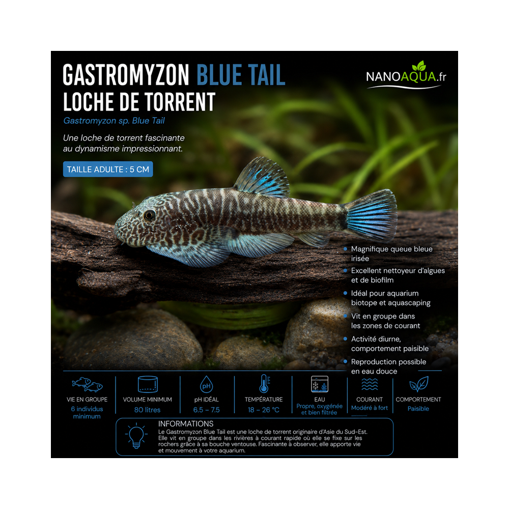 GASTROMYZON  BLUE TAIL