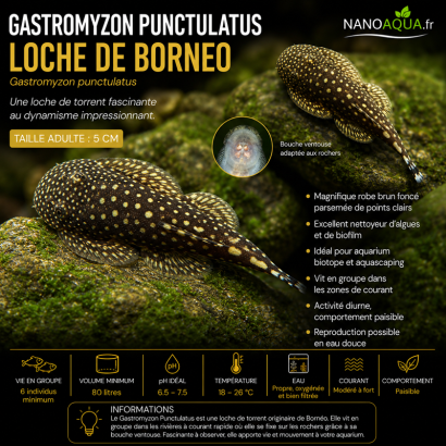 GASTROMYZON PUNCTULATUS / LOCHE DE BORNEO