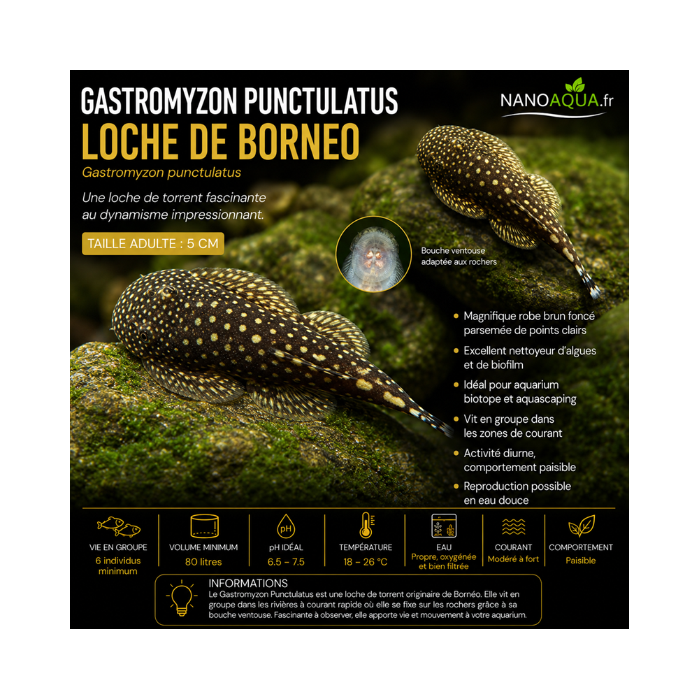 GASTROMYZON PUNCTULATUS / LOCHE DE BORNEO