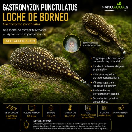 GASTROMYZON PUNCTULATUS / LOCHE DE BORNEO