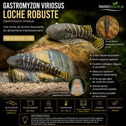 GASTROMYZON VIRIOSUS / LOCHE ROBUSTE