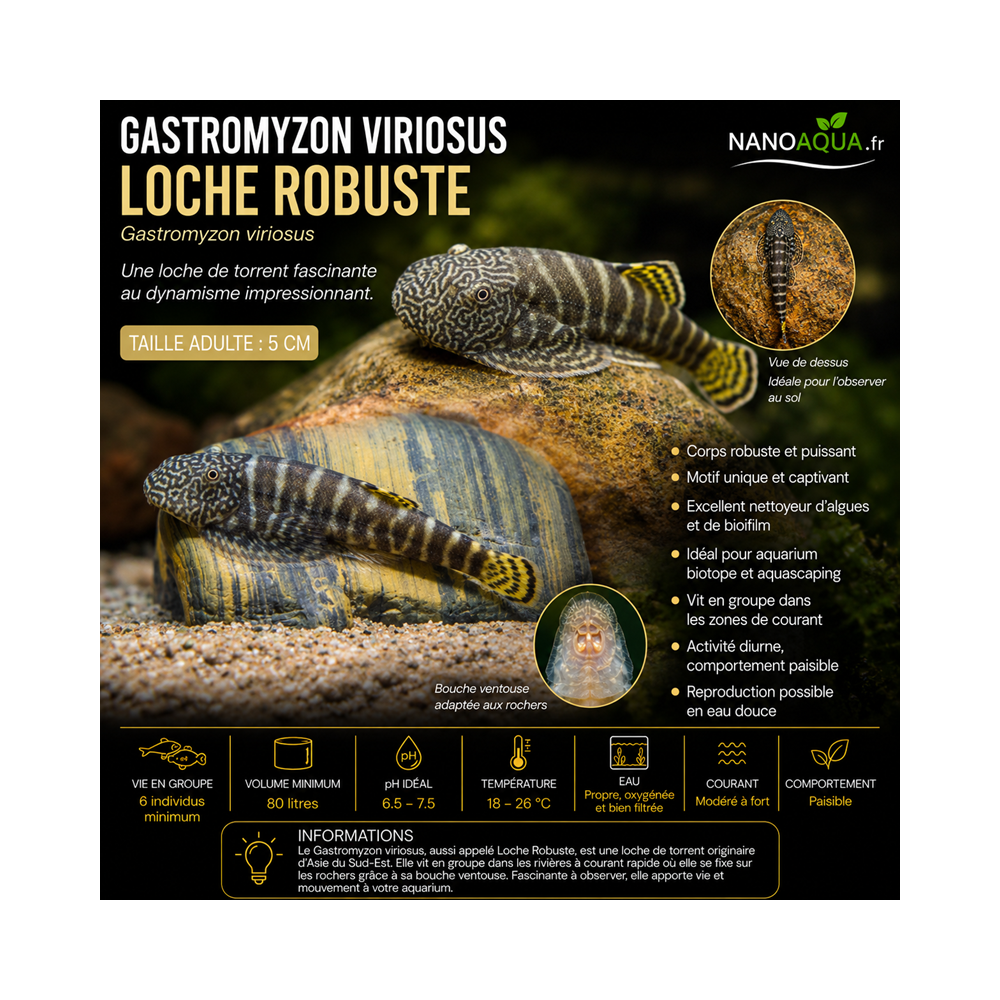 GASTROMYZON VIRIOSUS / LOCHE ROBUSTE