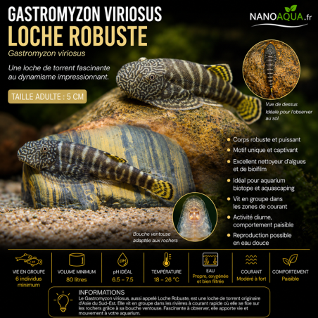 GASTROMYZON VIRIOSUS / LOCHE ROBUSTE