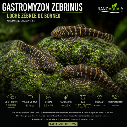 GASTROMYZON ZEBRINUS / LOCHE ZEBREE DE BORNEO