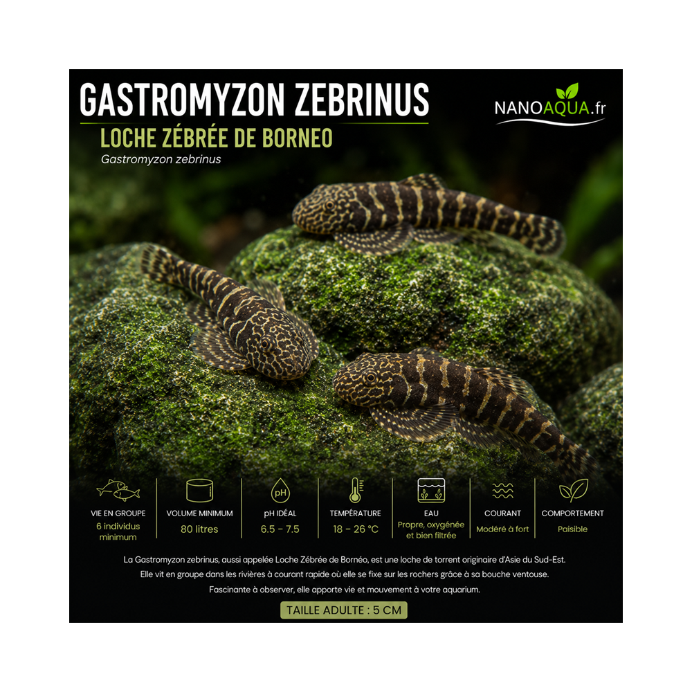 GASTROMYZON ZEBRINUS / LOCHE ZEBREE DE BORNEO