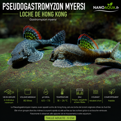GASTROMYZON MYERSI / PSEUDOGASTROMYZON MYERSI / LOCHE DE HONG KONG
