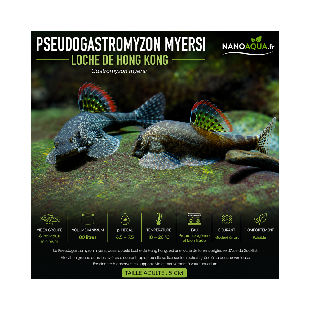 GASTROMYZON MYERSI / PSEUDOGASTROMYZON MYERSI / LOCHE DE HONG KONG