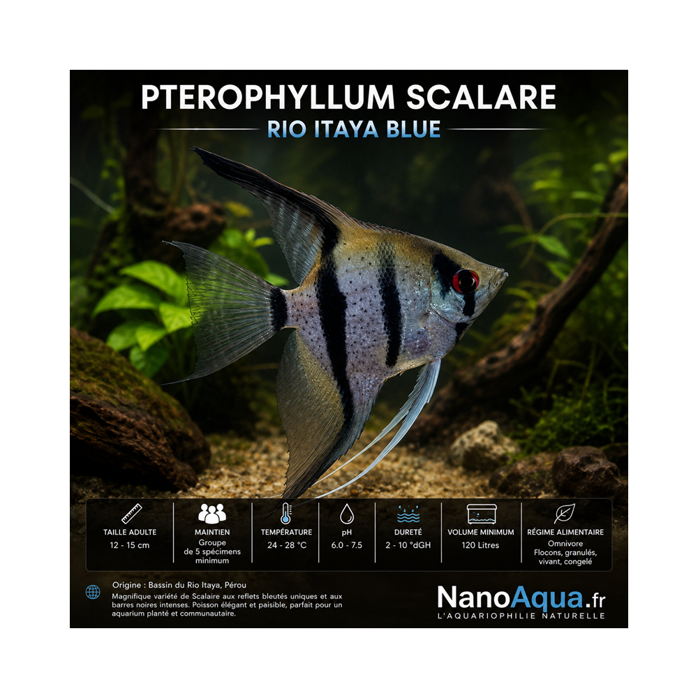 SCALAIRE RIO ITAYA BLUE