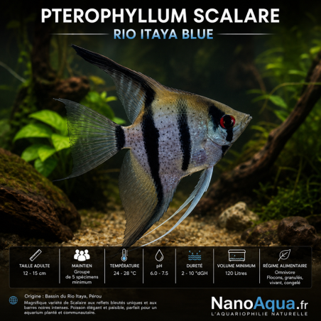 PTEROPHYLLUM  SCALARE RIO ITAYA BLUE