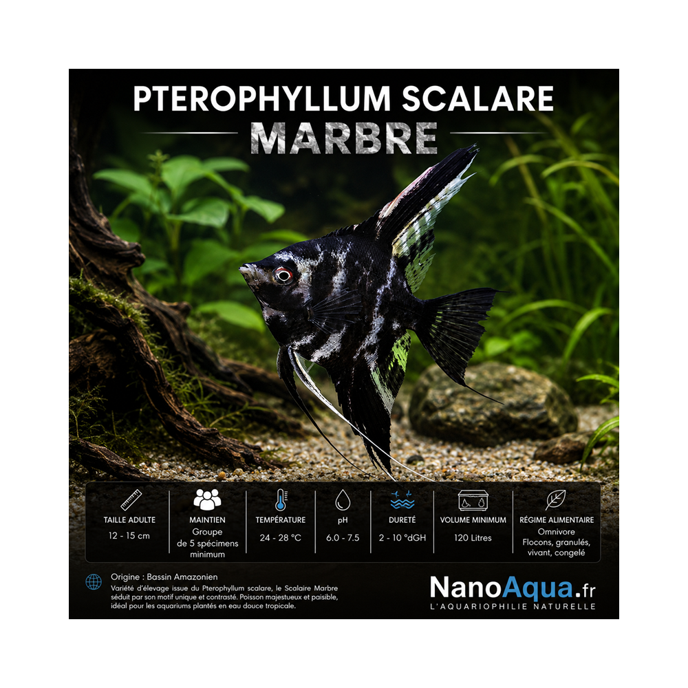 PTEROPHYLLUM SCALARE MARBRE