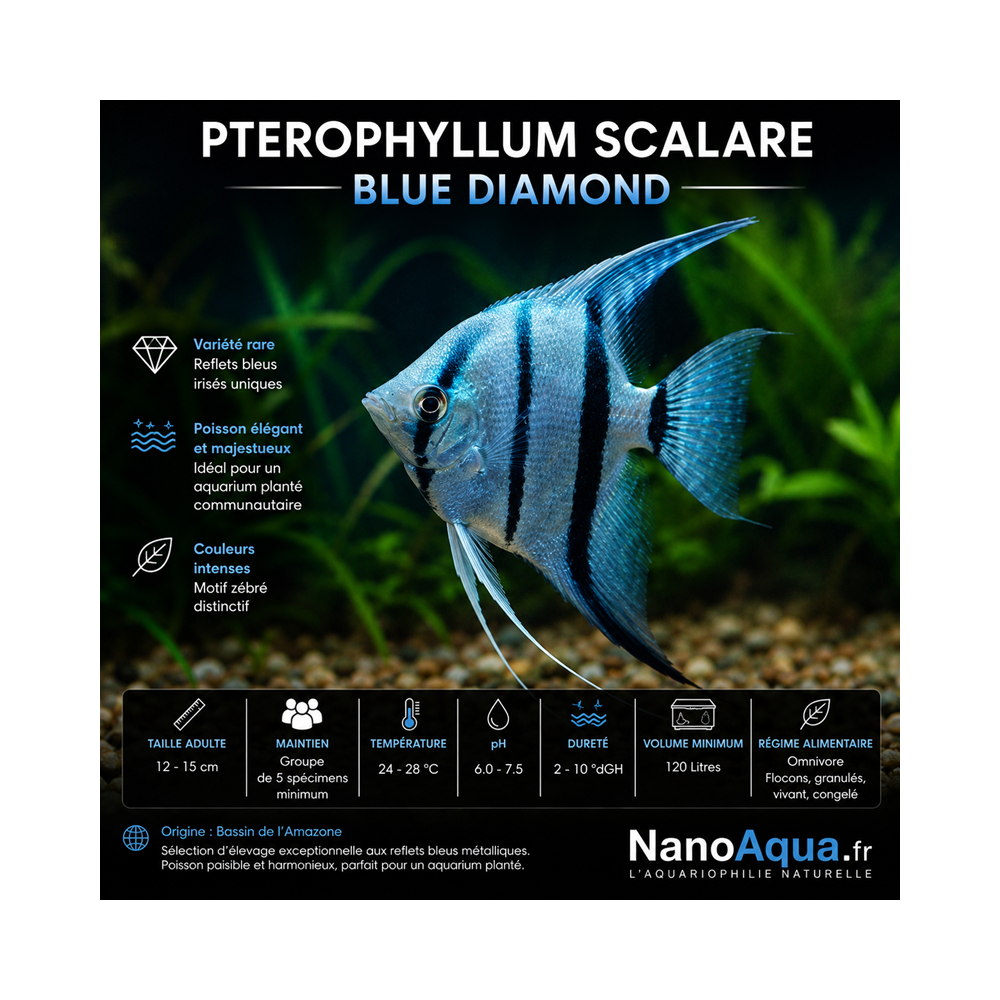 PTEROPHYLLUM SCALARE BLUE DIAMOND