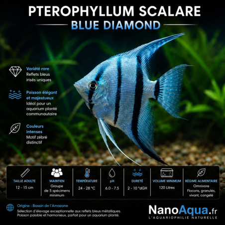 PTEROPHYLLUM SCALARE BLUE DIAMOND