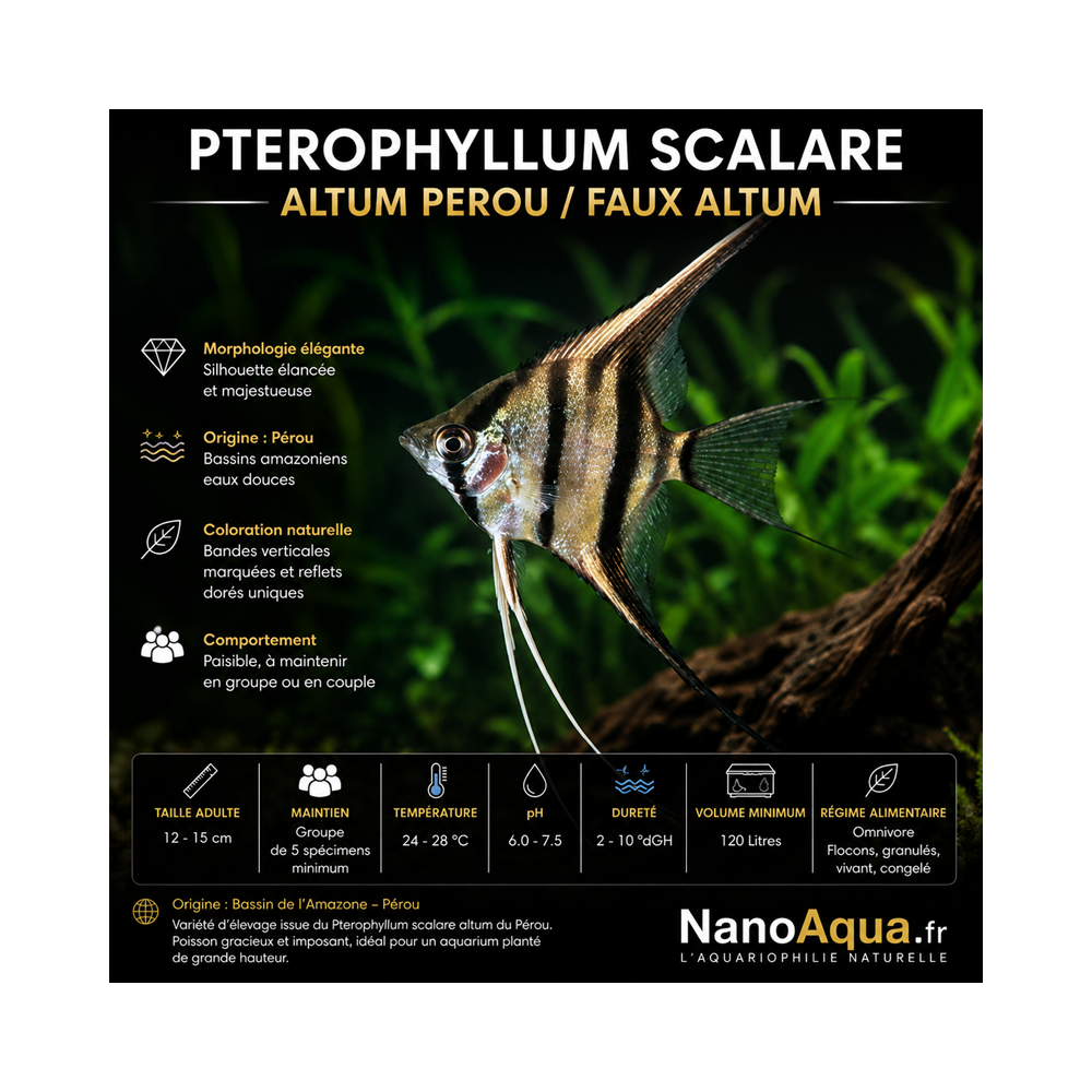 PTEROPHYLLUM SCALARE ALTUM PEROU / FAUX ALTUM
