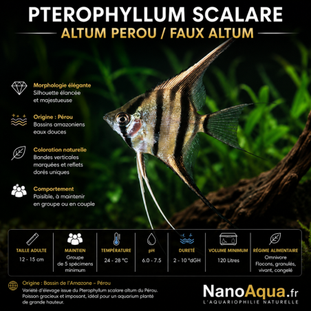 PTEROPHYLLUM SCALARE ALTUM PEROU / FAUX ALTUM