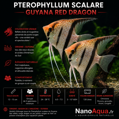 PTEROPHYLLUM SCALARE GUYANA RED DRAGON