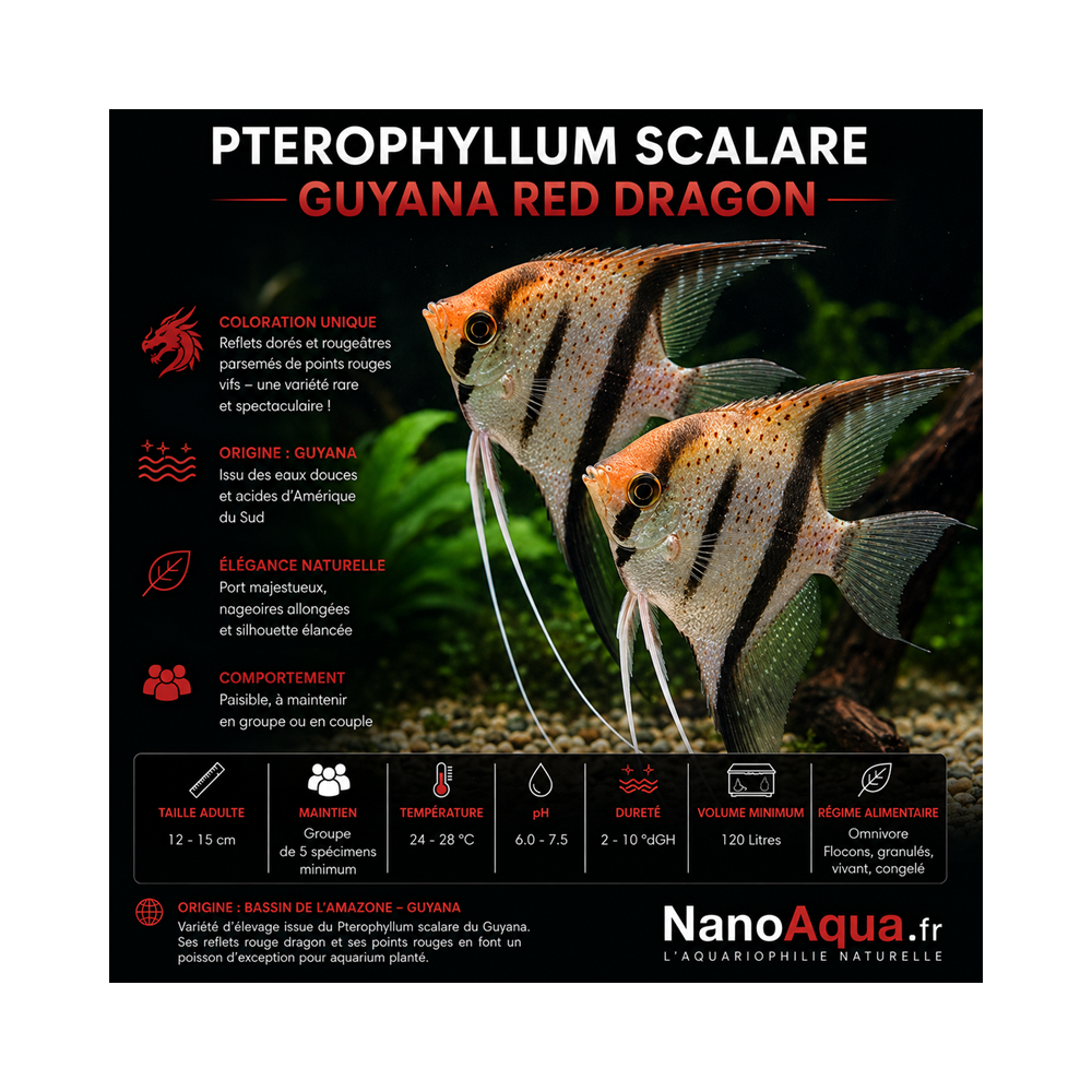 PTEROPHYLLUM SCALARE GUYANA RED DRAGON