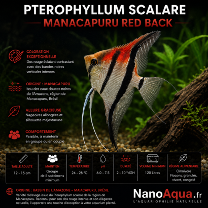 PTEROPHYLLUM SCALARE MANACAPURU RED BACK