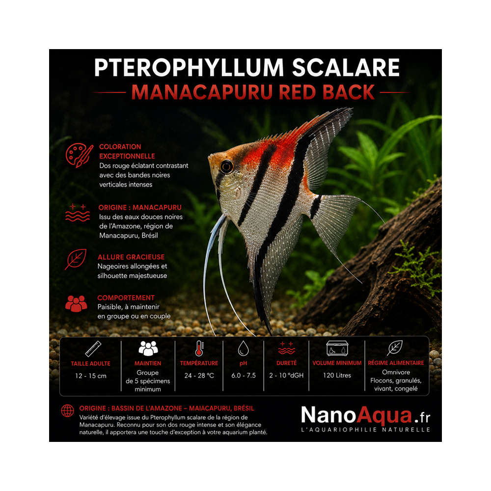PTEROPHYLLUM SCALARE MANACAPURU RED BACK