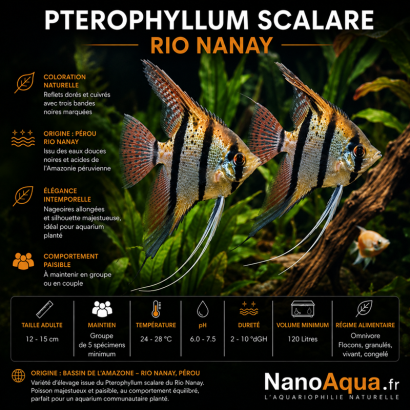 PTEROPHYLLUM SCALARE RIO NANAY