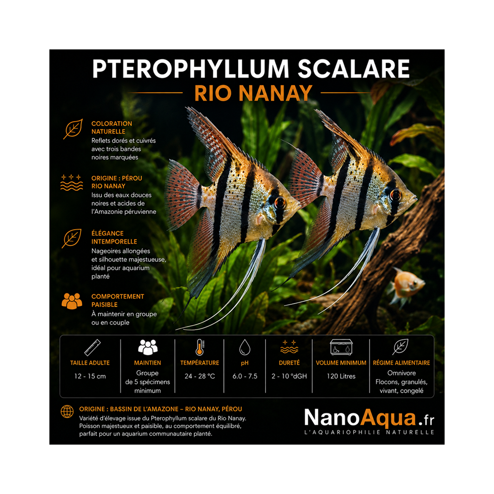 PTEROPHYLLUM SCALARE RIO NANAY