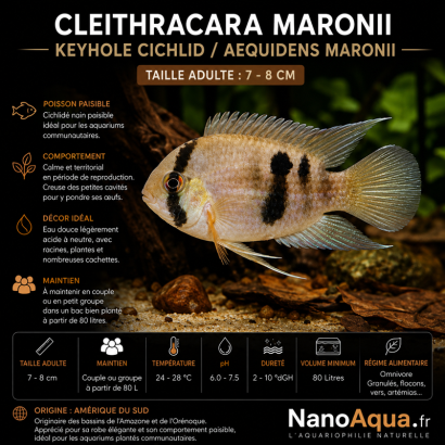 CLEITHRACARA MARONII / KEYHOLE CICHLID / AEQUIDENS MARONII