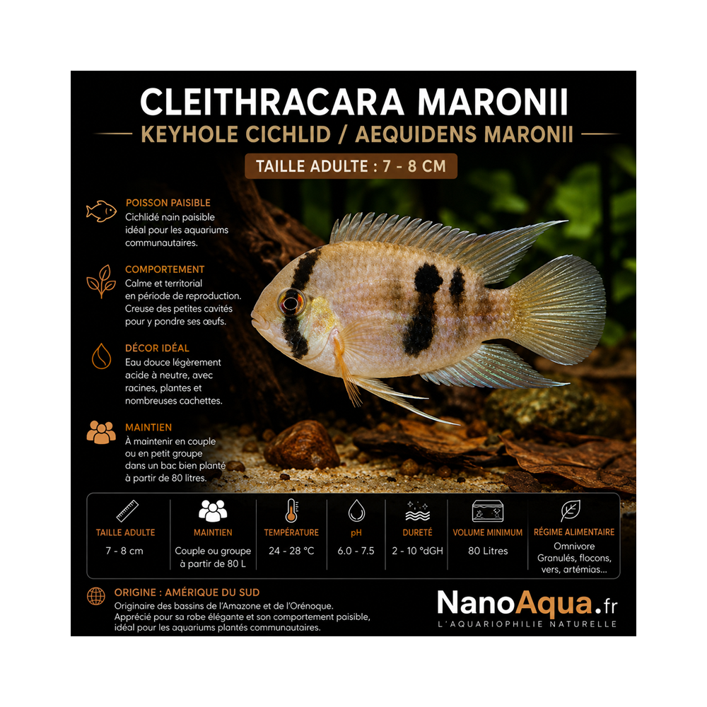 CLEITHRACARA MARONII / KEYHOLE CICHLID / AEQUIDENS MARONII